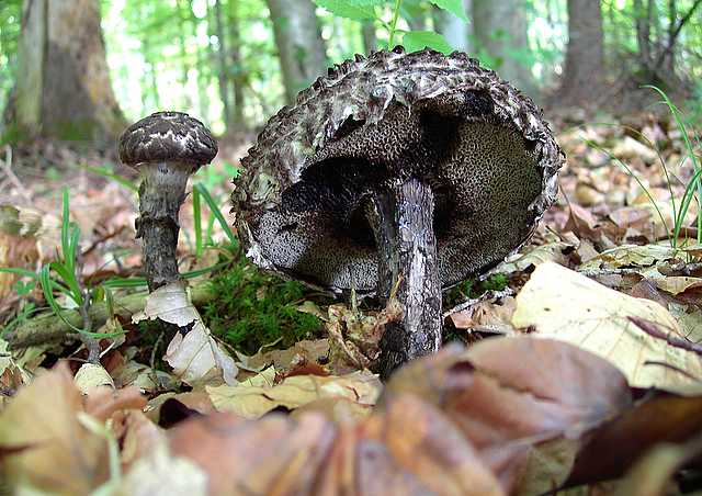 2005 :  Un anno di funghi